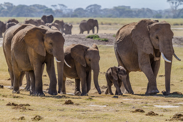 Семья слонов фото