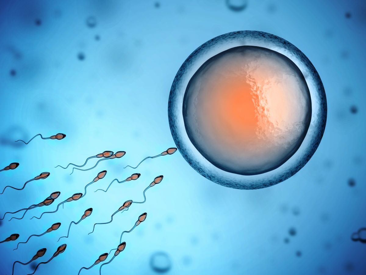Сперматозоиды : строение, жизненный цикл, путь, как двигаются сперматозоиды | grantafl.ru