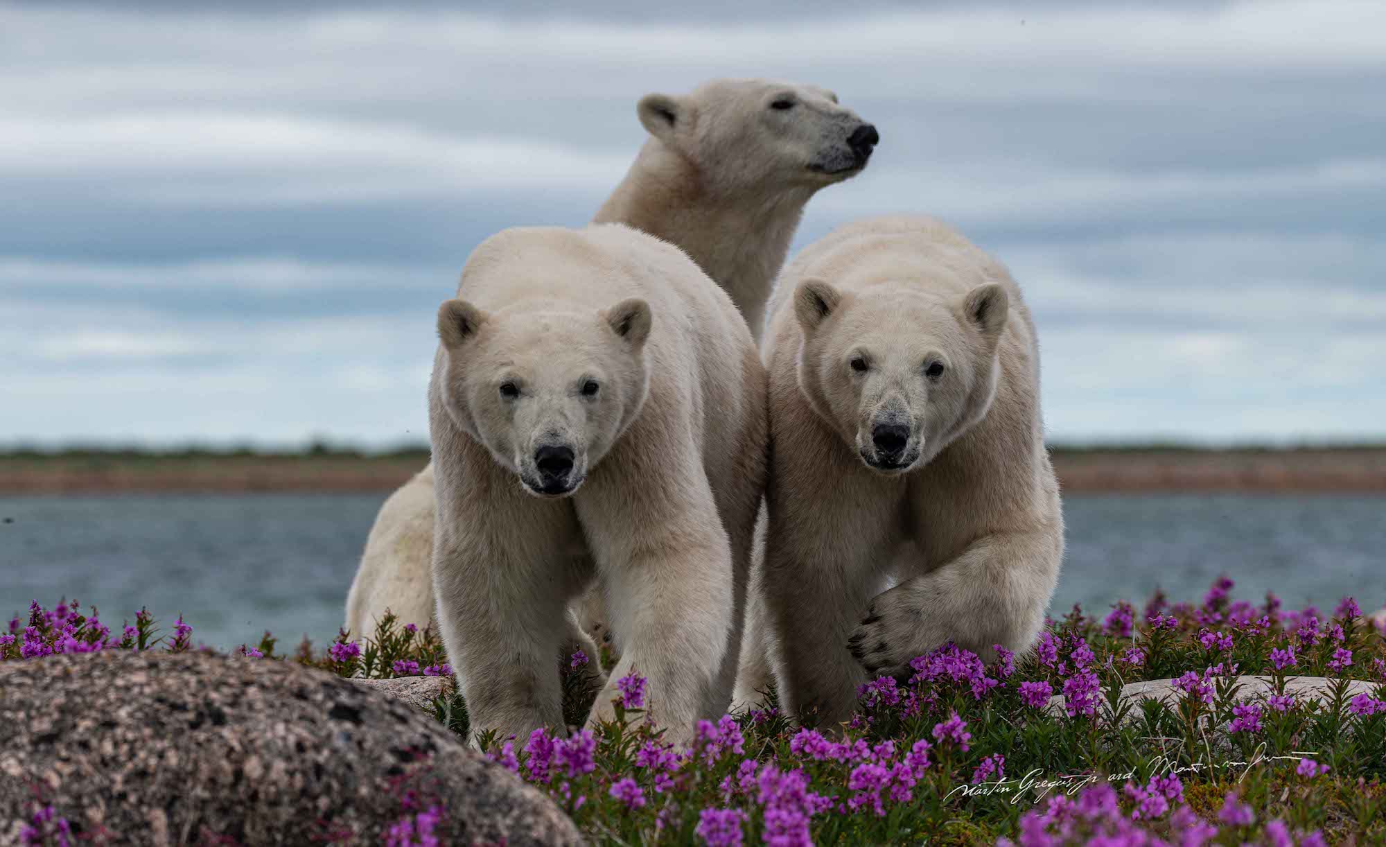 Фотограф года документирует, как белые медведи проводят лето когда тает лёд  в Северной Канаде - ET | Articles