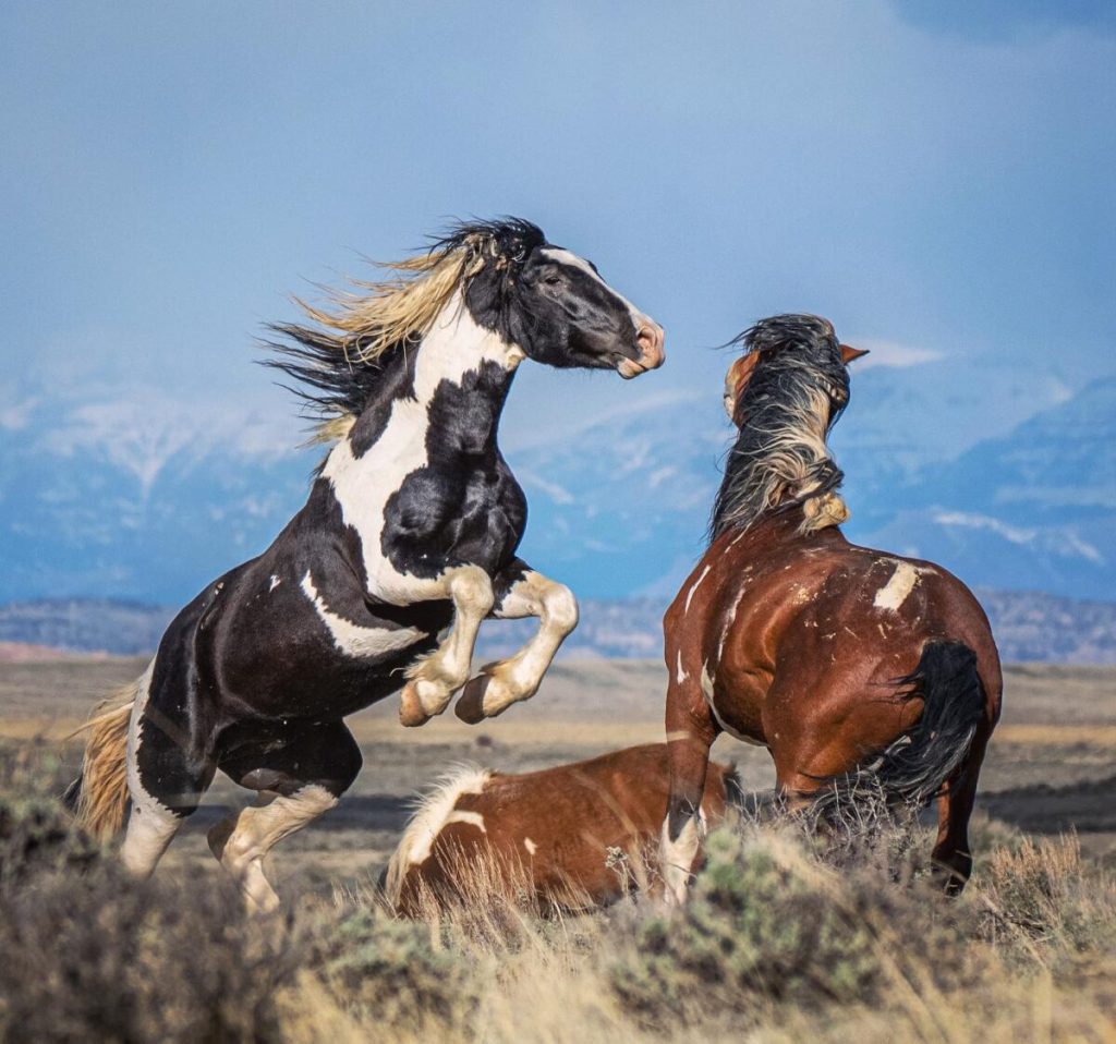Дикая лошадь степей. Дикие кони. Фото диких лошадей. Степная лошадь. Степная лошадь и человек.