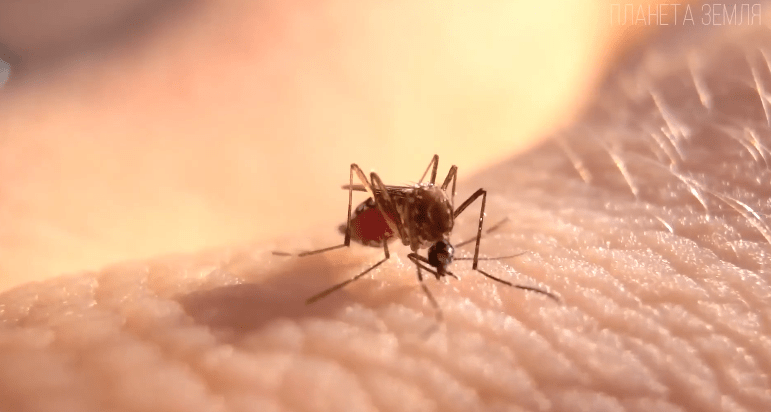 Комар: маленький кровопийца
