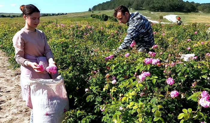 А вы видели, как в Крыму собирают эфиромасличные розы?!