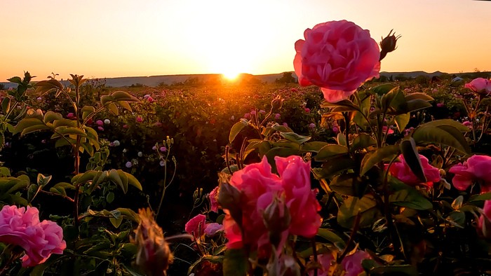 А вы видели, как в Крыму собирают эфиромасличные розы?!