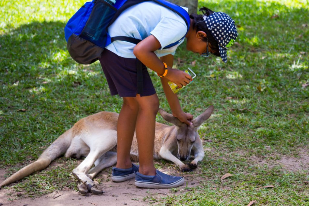 Удивительные способы общения австралийских кенгуру с человеком