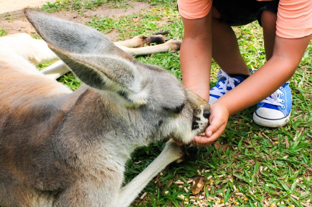 Удивительные способы общения австралийских кенгуру с человеком