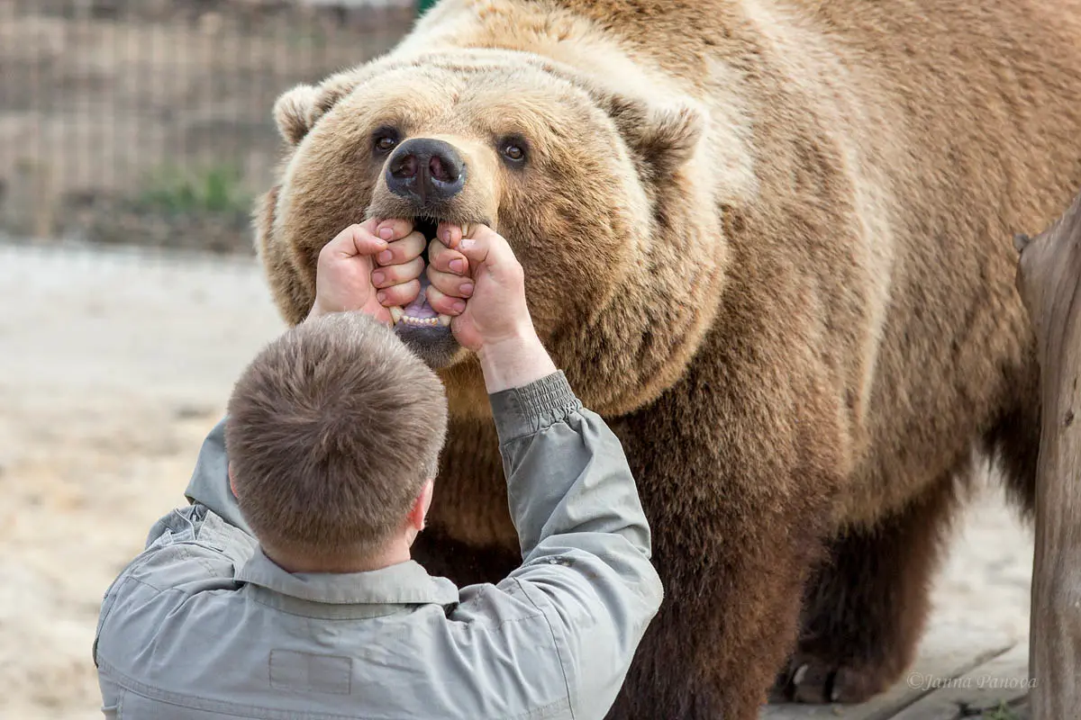 Российский пилот дважды спас медвежонка и стал его папой