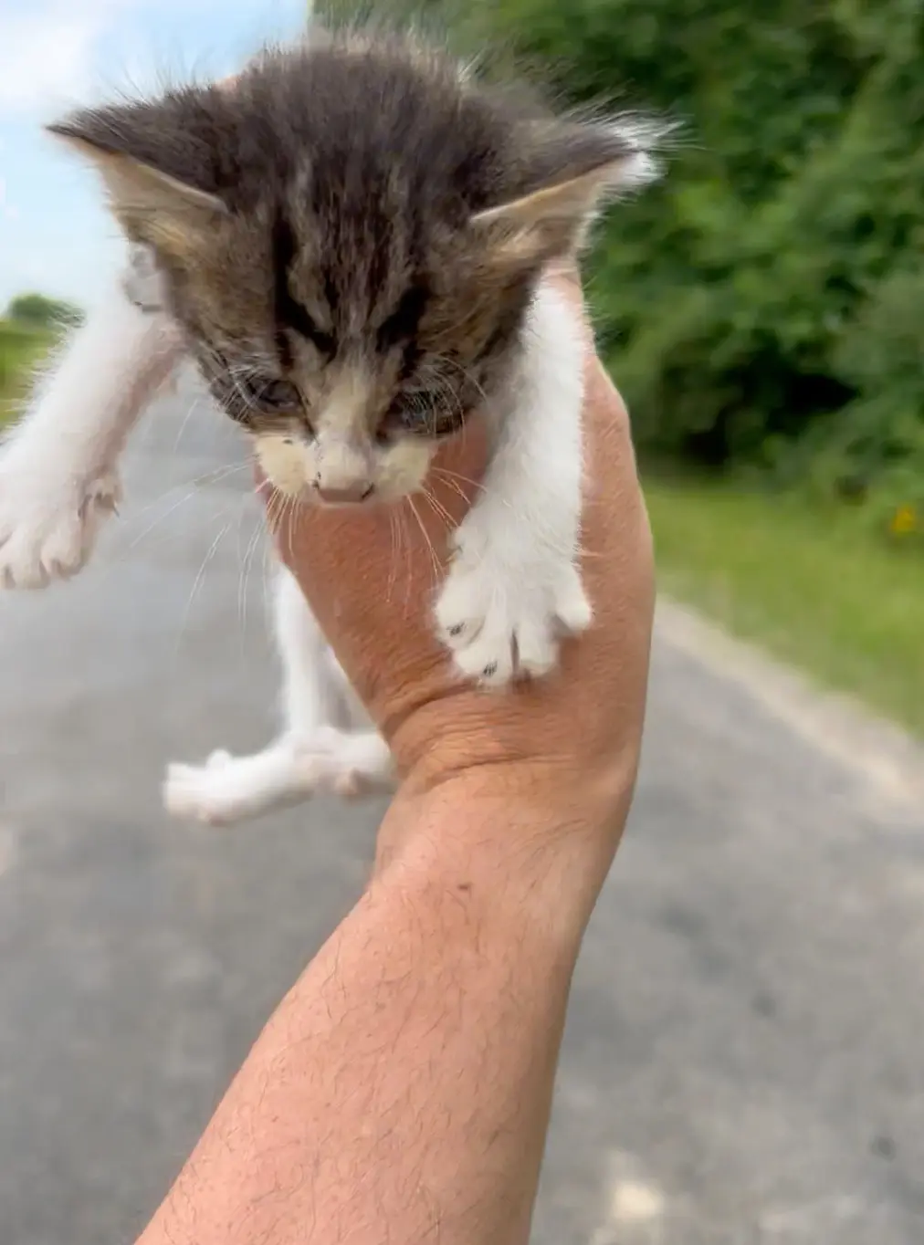 Мужчина решил спасти бездомного котёнка, но оказалось, что их 13 (видео)