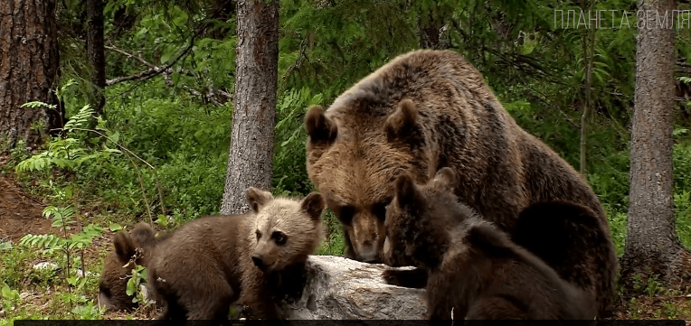 Медведь: косолапый хозяин леса