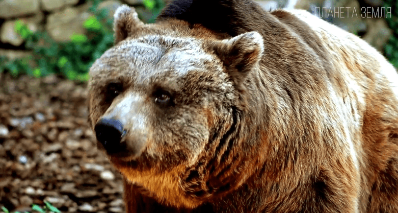 Медведь: косолапый хозяин леса