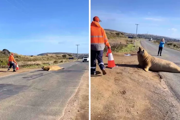 В Австралии огромный тюлень блокировал шоссе, чтобы поиграть с людьми