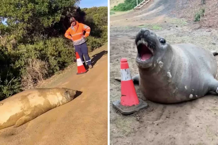 В Австралии огромный тюлень блокировал шоссе, чтобы поиграть с людьми