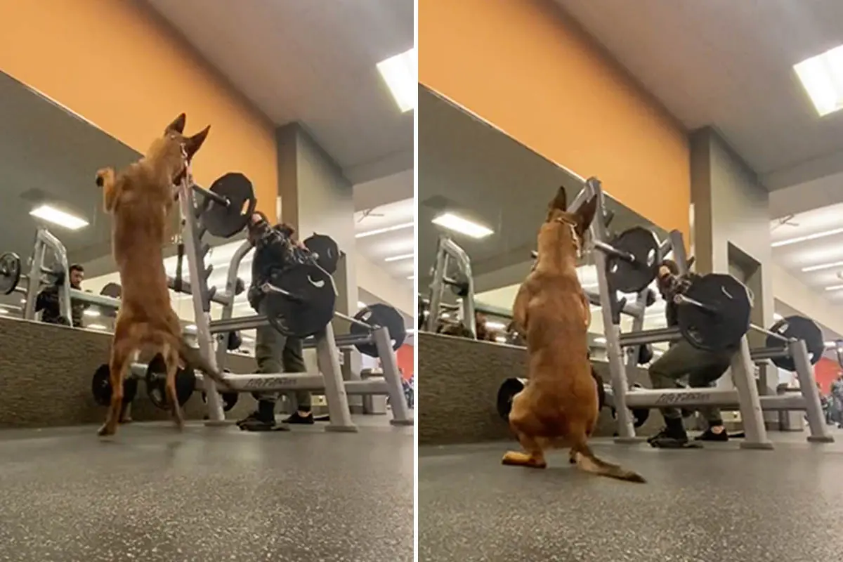 Хозяин берёт служебную собаку с собой в спортзал — она приседает лучше всех