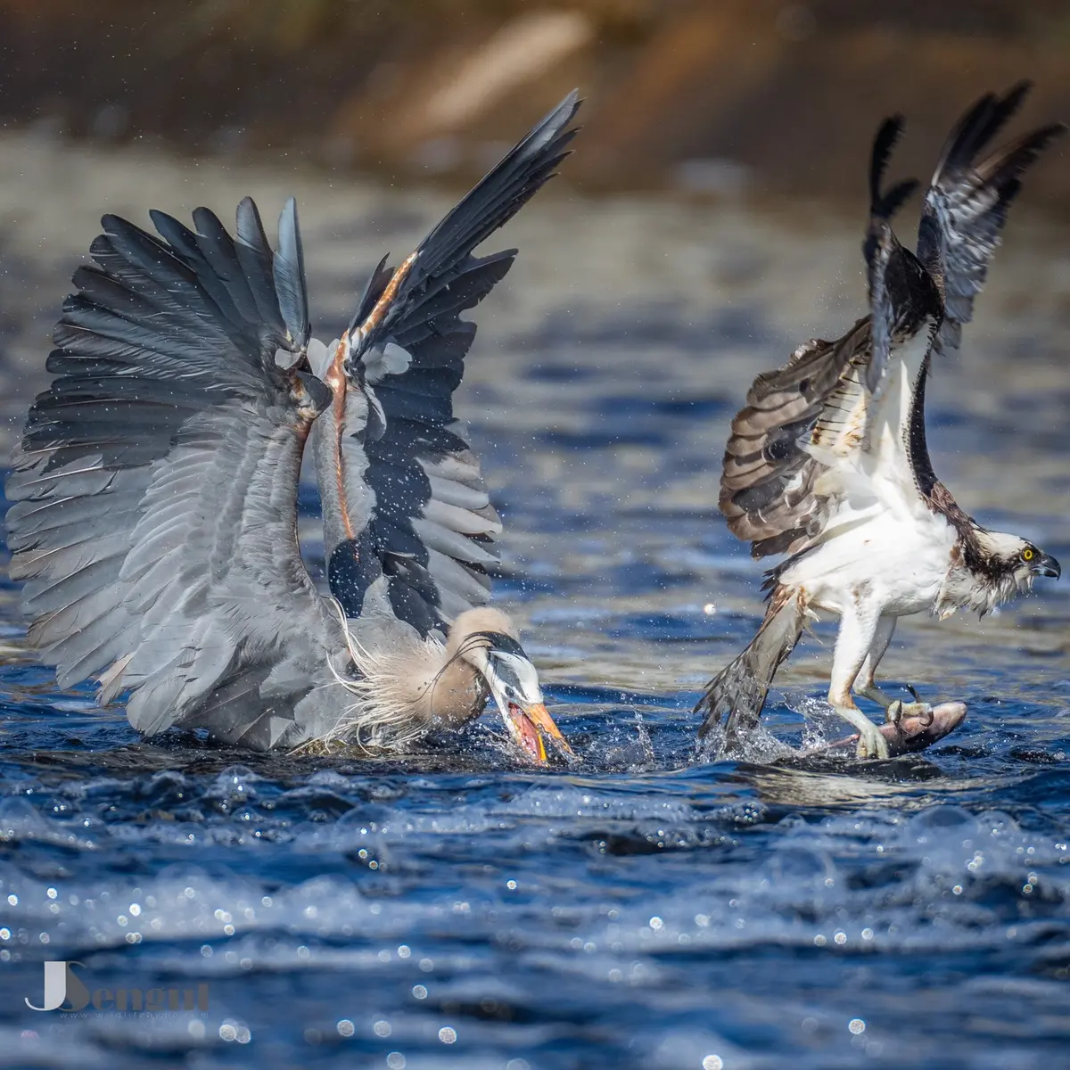 Кто победил: редчайшие снимки голубой цапли и скопы, сражающихся за рыбу