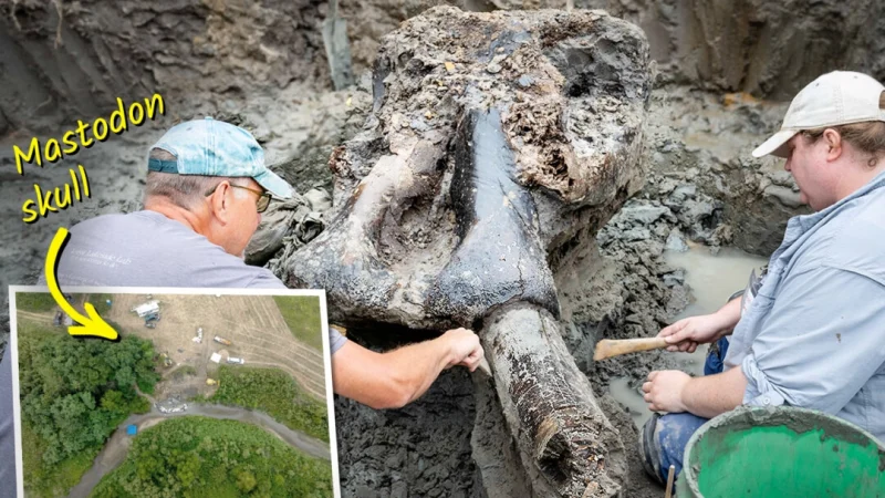 Найден череп мастодонта, возможно, убитого людьми 13 600 лет назад